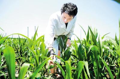 鹽堿地變成豐產田 滄州全面推進鹽堿地綜合利用與特色產業(yè)高質量發(fā)展