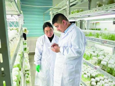 一粒小薯種的澎湃生命力——解碼“青薯9號”的“進(jìn)階之路”