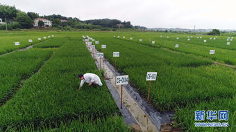 從實(shí)驗(yàn)室到田間 重金屬污染耕地修復(fù)治理的科研實(shí)踐與未來(lái)發(fā)展