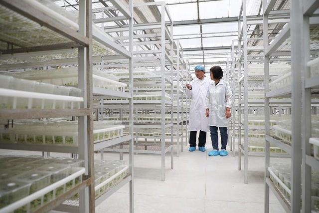 小土豆，大突破 馬鈴薯種業(yè)高質(zhì)量發(fā)展觀察