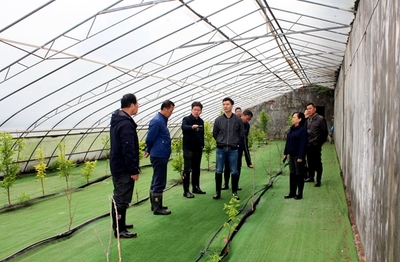 農(nóng)業(yè)科研新篇章 國(guó)家柿圃改擴(kuò)建項(xiàng)目評(píng)審會(huì)圓滿召開，助推柿產(chǎn)業(yè)高質(zhì)量發(fā)展