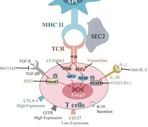抑制性T細(xì)胞 免疫調(diào)控與農(nóng)業(yè)科學(xué)研究的交匯點